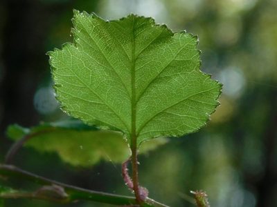 Crataegus intricata, photographed by Michael J. Papay