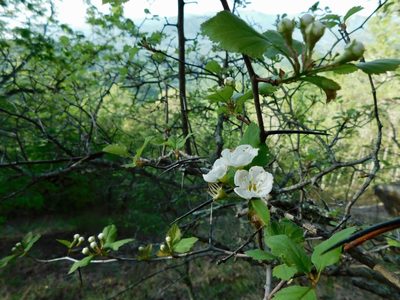 Crataegus intricata, photographed by Michael J. Papay