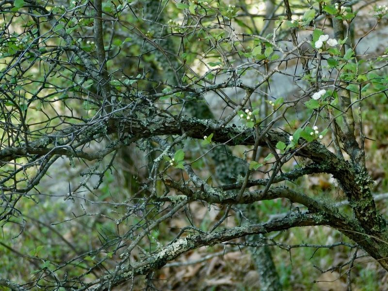 Crataegus intricata, photographed by Michael J. Papay