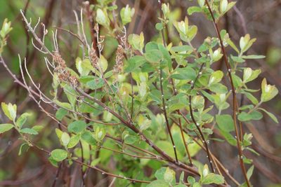 Spiraea douglasii, photographed by Ellyne Geurts