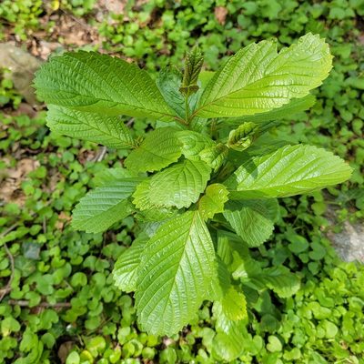 Viburnum sieboldii, photographed by Navin Sasikumar