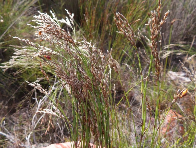 Restio festuciformis, photographed by linkie