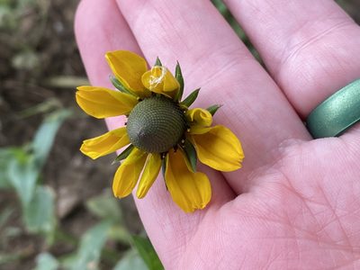 Rudbeckia amplexicaulis, photographed by Meghan Cassidy