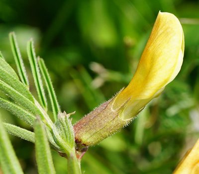 Vicia grandiflora, photographed by Patrick Hacker