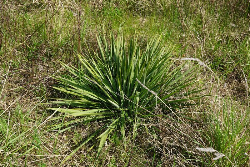 Yucca filamentosa, photographed by Patrick Hacker