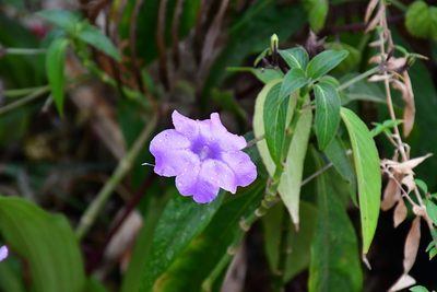 Ruellia breedlovei, photographed by Neptalí Ramírez Marcial