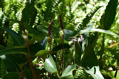 Anthurium cerrobaulense, photographed by Neptalí Ramírez Marcial