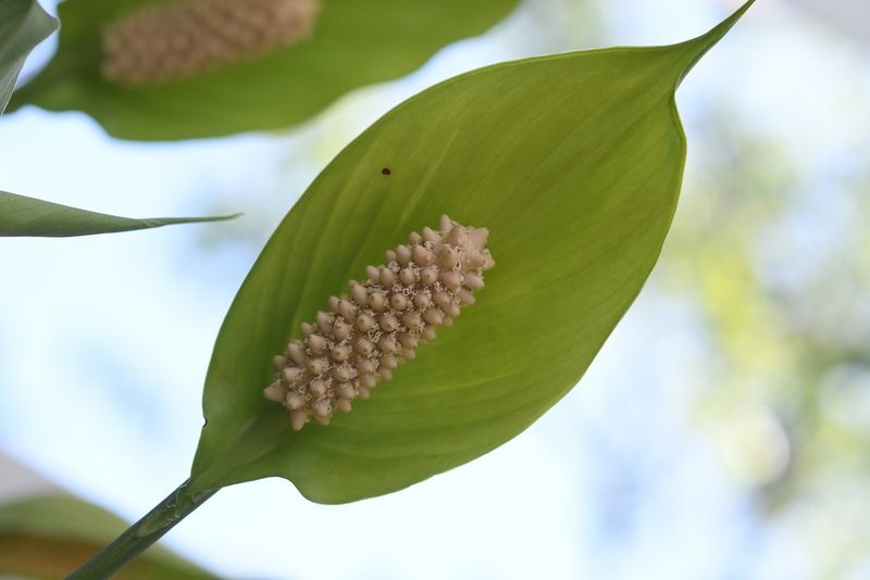 Spathiphyllum cochlearispathum, photographed by Neptalí Ramírez Marcial
