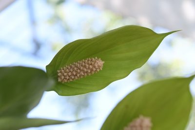 Spathiphyllum cochlearispathum, photographed by Neptalí Ramírez Marcial