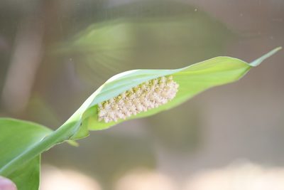 Spathiphyllum cochlearispathum, photographed by Neptalí Ramírez Marcial