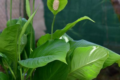Spathiphyllum cochlearispathum, photographed by Neptalí Ramírez Marcial