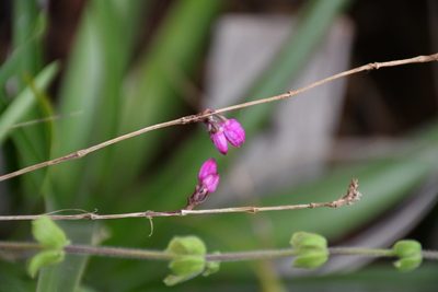 Domingoa purpurea, photographed by Neptalí Ramírez Marcial