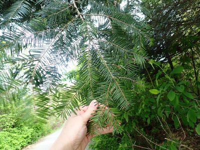 Abies grandis, photographed by Ellyne Geurts