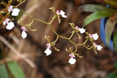 Oncidium leucochilum, photographed by Neptalí Ramírez Marcial