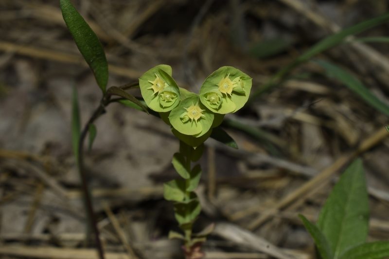 Euphorbia commutata, photographed by John Brown