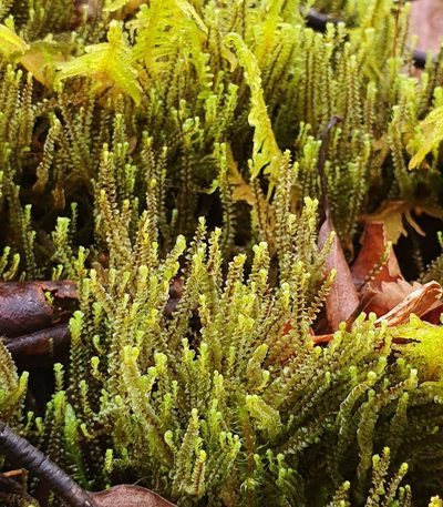 Anastrepta orcadensis, photographed by Jonathan Hughes