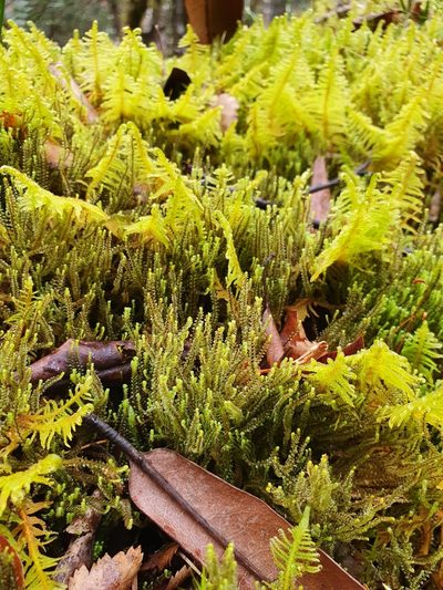 Anastrepta orcadensis, photographed by Jonathan Hughes
