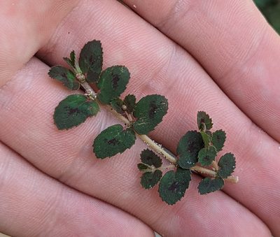 Euphorbia thymifolia, photographed by natalie