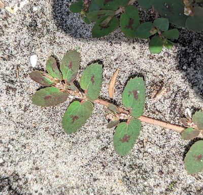 Euphorbia thymifolia, photographed by natalie