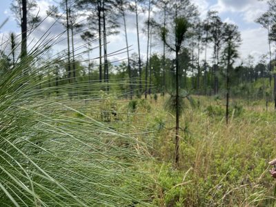 Pinus palustris, photographed by Laura Mae