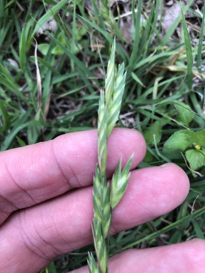 Bromus brevis, photographed by Sam Kieschnick