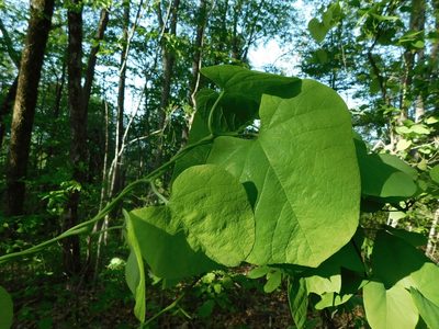Aristolochia macrophylla, photographed by Michael J. Papay