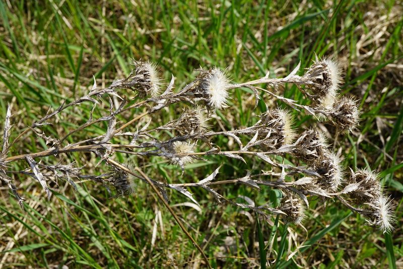 Carlina vulgaris, photographed by Patrick Hacker