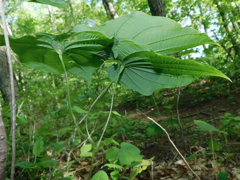 Dioscorea quaternata, photographed by Michael J. Papay