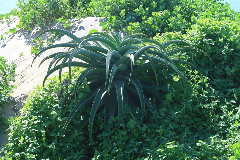 Aloe thraskii, photographed by Presha Soogrim