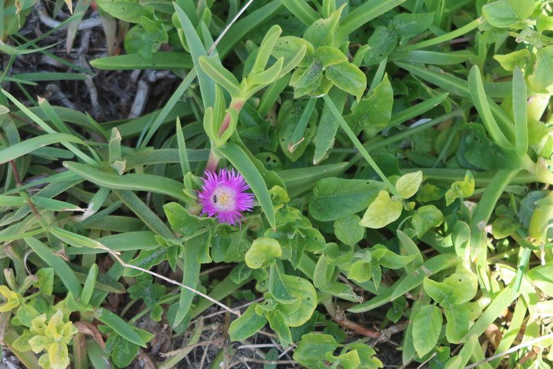 Carpobrotus dimidiatus, photographed by Presha Soogrim