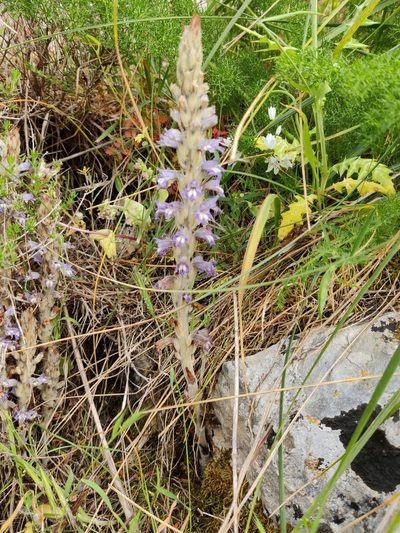 Orobanche schultzii, photographed by Riccardo Rocca