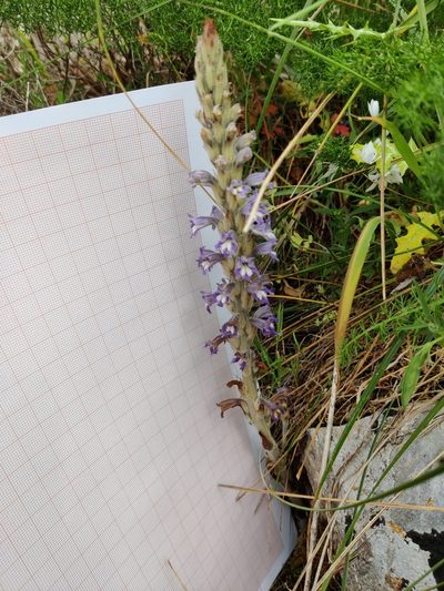 Orobanche schultzii, photographed by Riccardo Rocca
