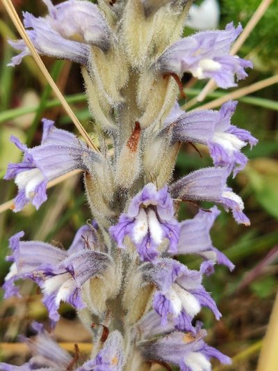 Orobanche schultzii, photographed by Riccardo Rocca