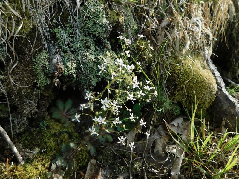 Micranthes petiolaris, photographed by Michael J. Papay