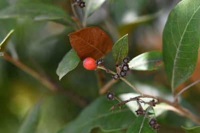Phippsiomeles matudae, photographed by Neptalí Ramírez Marcial