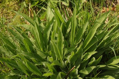 Centaurea nigra, photographed by Stephen James McWilliam