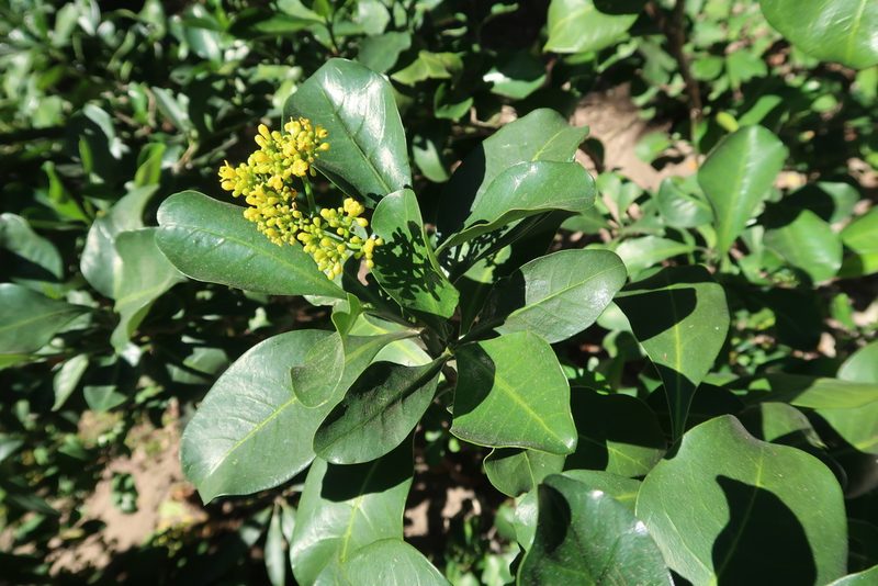 Psychotria capensis, photographed by Presha Soogrim