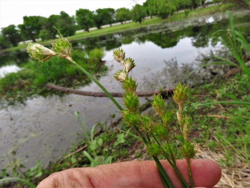 Carex tetrastachya, photographed by Annika Lindqvist