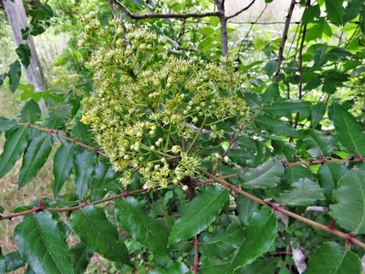 Zanthoxylum clava-herculis, photographed by Annika Lindqvist