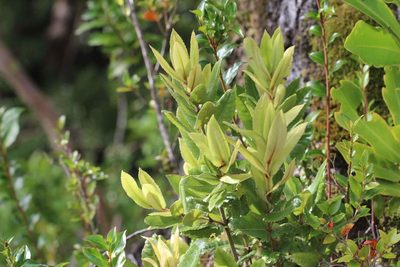 Eucryphia cordifolia, photographed by Cesar Ormazabal