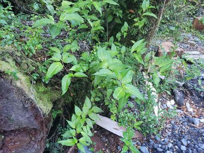 Griselinia racemosa, photographed by Cesar Ormazabal