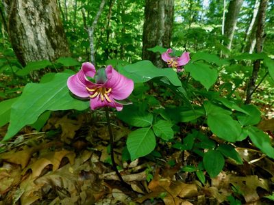 Trillium catesbaei, photographed by Michael J. Papay