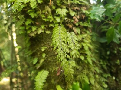 Hymenophyllum pectinatum, photographed by Cesar Ormazabal