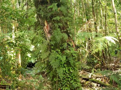Hymenophyllum caudatum