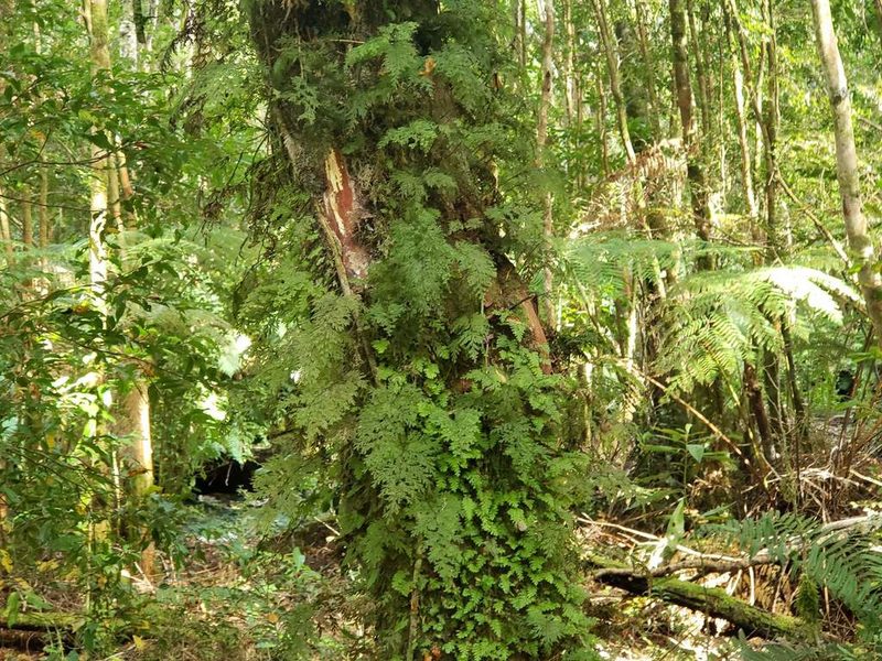 Hymenophyllum caudatum, photographed by Cesar Ormazabal