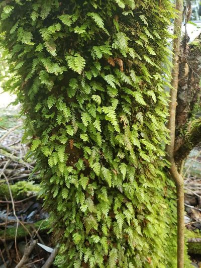 Hymenophyllum dicranotrichum, photographed by Cesar Ormazabal