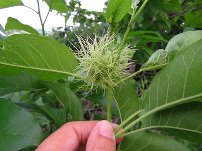 Maclura pomifera, photographed by Annika Lindqvist