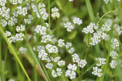 Valeriana locusta, photographed by Bee Together