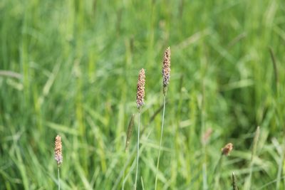 Alopecurus geniculatus, photographed by Bee Together