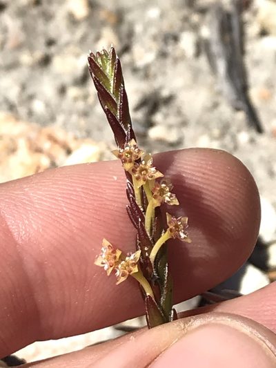 Struthiola parviflora, photographed by Ren Hoekstra